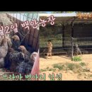 골드병아리 입성등 이미지