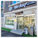 라이프독 강릉점 24시 강아지분양 고양이분양 | 라이프독 강릉점 24시 강아지 고양이에서 강릉애견분양 받고 왔어요 건강검진 확실한 곳