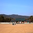 소나무 숲길 이미지