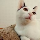 깜댕이 이미지