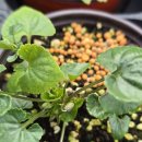 샤넬제비꽃 이미지