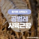 나카펫 | 종들을 데려왔습니다! 예쁜 공벌레 쿠바리스 티라미슈, 레드 판다킹, 팍총 :: 등각류샵 나카펫 입양후기