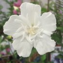 미묘,花 이미지