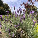 벚꽃향기민박 이미지