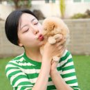 대구강아지분양 테디럽 이미지