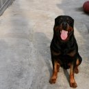 마냐나코리아 이미지