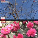 버들강아지 이미지