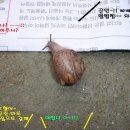 빠른달팽이