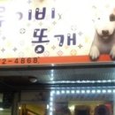 루이비똥 개 애견샵 이미지