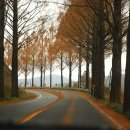 순창 메타세콰이어길 이미지