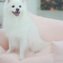 주식회사 펫생각 이미지