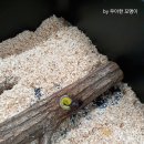 풍뎅이 별관 이미지