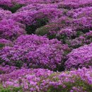 DMZ, 평화의 편지 이미지