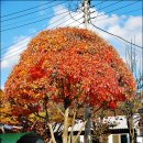 교산농장 | 광교산 맛집 백운주말농장의 모든 것..