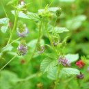 (주)네이코 | 보골지(補骨脂, 破古紙 :개암풀)