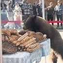 곰은 낮 길이 10시간, 기온 9.1도 이하로 떨어지면 겨울잠 들어간대요 이미지