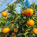 정희농장 이미지