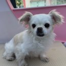 부천애견미용 멍미살롱 이미지