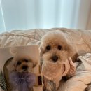 펫살롱 토비몰리 이미지