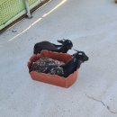 김성환농장 | 꽃이 가득, 가족들과 놀러가기 좋은 2024 곡성 세계장미축제