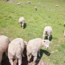 삼수령목장 이미지