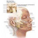 교근/악관절/흉쇄유돌근/삼차신경 이미지