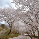 오섬권역 주차장 | 전남 구례 벚꽃 명소 추천｜드라이브 코스로 딱 좋았던 벚꽃길 후기