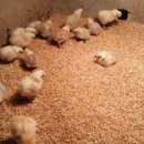 진월농장 이미지