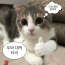 이난이 Daum카페