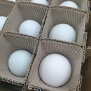 강원도 청계 농장 이미지