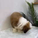 도그패밀리&도로시켄넬 | 광주,분당,용인 애견분양 귀한 견종 버니두들분양, 두들입양 전문켄넬