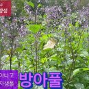 방아풀_추어탕 방아풀 아니고 배초향도 아닌 자생식물 이미지