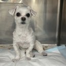 부천준동물병원 이미지