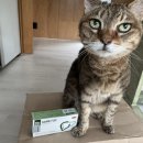 구지동물병원 | 케어사이드 고양이 간 영양제 솔직 후기! 먹이기 쉬움주의