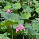 유등연지입구 이미지