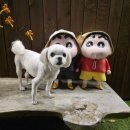 댕댕이 카페 이미지