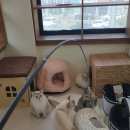 고양이호텔 윤집사 이미지