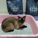 한고연 모래도감 카사벤토 일반입자 6kg 후기