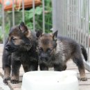 셰퍼트 분양 이미지