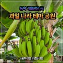 영동 가볼만한곳 과일나라 테마공원 레인보우 식물원 바나나정원까지 알찬 코스