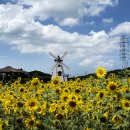 해바라기 이미지