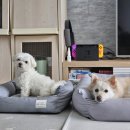 강아지방석 개쿠션 쉼쉼 애견 기절 침대 S, L사이즈 비교
