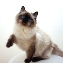 마마캐터리 이미지