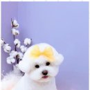 제니살롱 이미지