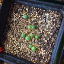 스테이너와 이미지