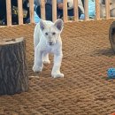 (주)에버미라클 | [네이처 파크 후기] 아기 백사자 루카 루나🦁