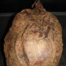 토종약초사랑