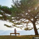 소나무 흑염소 목장 이미지