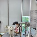 김포24시 힐 동물의료센터 | 김포장기동 애견미용 가위컷 전문&#34;김포24시힐동물의료센터 미용실&#34;