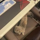 고양이PC&카페 이미지